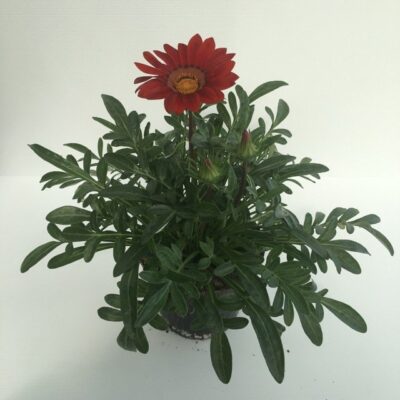 piantina di gazania rigens