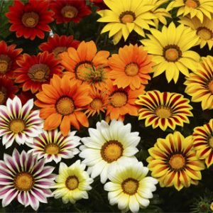 Gazania rigens 'Big Kiss'