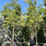 Gleditsia triacanthos 'Sunburst'- Vivai Frappetta