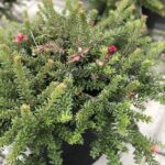 Grevillea lanigera 'Compacta'