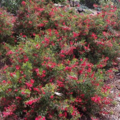 Esemplare adulto di Grevillea rosmarinifolia