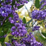 fioritura di hardenbergia comptoniana