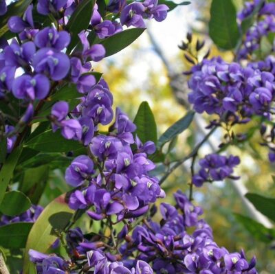 fioritura di hardenbergia comptoniana