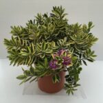 Pianta di Hebe x andersonii 'Variegata' - VERONICA pronta per la vendita