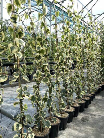 Hedera colchica 'Dentata Aurea' CL3 - Vivai Frappetta