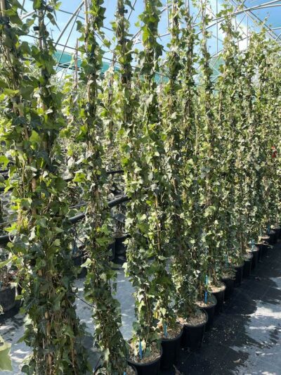 Hedera helix CL3 - Vivai Frappetta