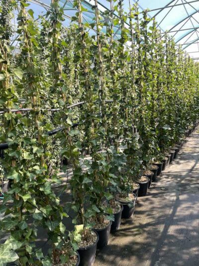 Hedera hibernica CL3 Vivai Frappetta