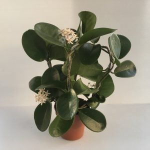 Hoya australis FIORE DI CERA