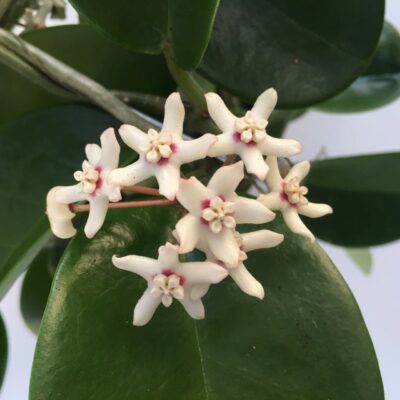Hoya australis FIORE DI CERA