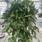 Hoya carnosa 'Gracilis' FIORE DI CERA