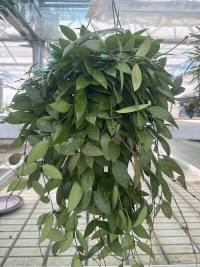 Hoya carnosa 'Gracilis' FIORE DI CERA