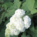 Hydrangea quercifolia 'Gatsby Moon'