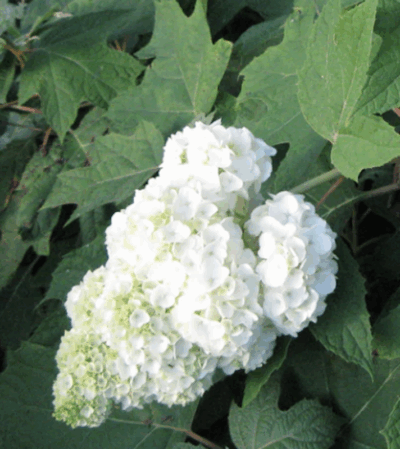Hydrangea quercifolia 'Gatsby Moon'