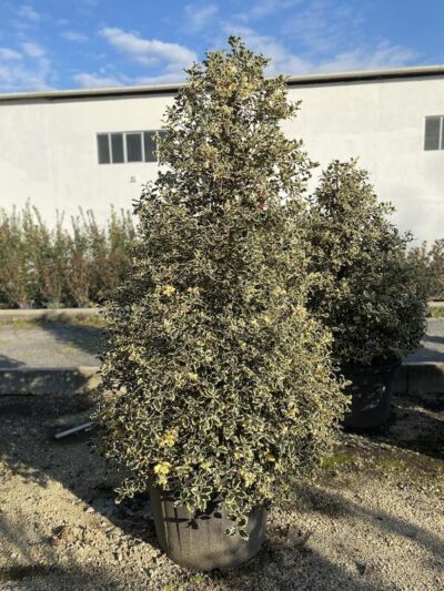 I. aquifolium Agrifoglio CL130