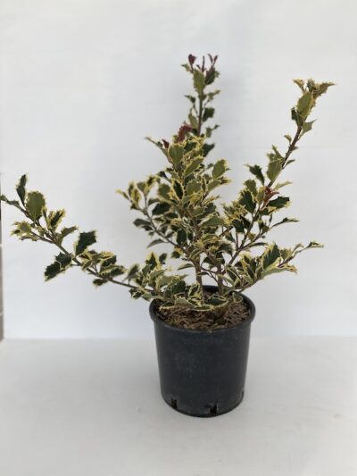 I. aquifolium Agrifoglio CL3