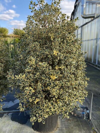 I. aquifolium Agrifoglio CL70