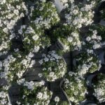 Iberis sempervirens