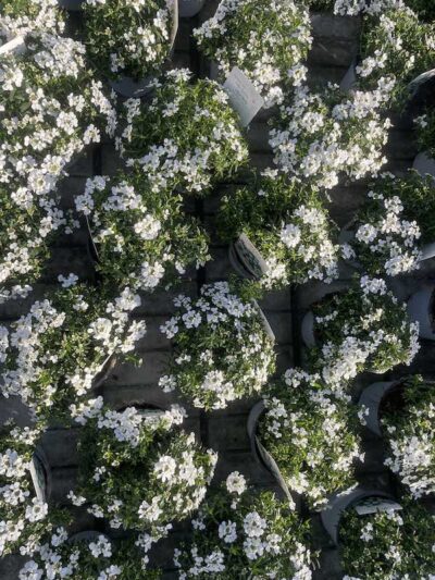 Iberis sempervirens