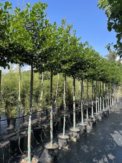 Ilex Nellie Stevens AGRIFOGLIO AFVivai Frappetta