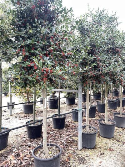 Ilex Nellie Stevens AGRIFOGLIO Alto Fusto Vivai Frappetta