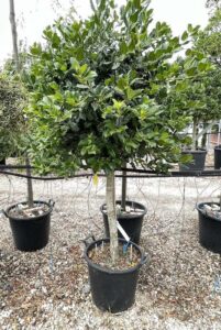 Ilex Nellie Stevens AGRIFOGLIO - Mezzo Fusto