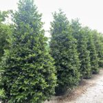 Ilex Nellie Stevens AGRIFOGLIO - Vivai Frappetta