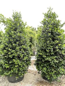 Ilex Nellie Stevens AGRIFOGLIO - Vivai Frappetta 2