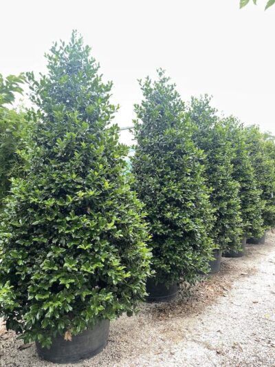 Ilex Nellie Stevens AGRIFOGLIO - Vivai Frappetta