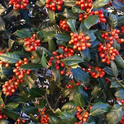 Ilex Nellie Stevens AGRIFOGLIO - immagine 4