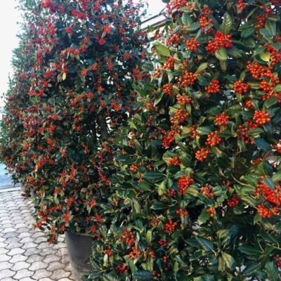 Ilex Nellie Stevens AGRIFOGLIO - immagine 3