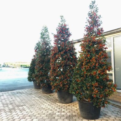 Ilex Nellie Stevens AGRIFOGLIO - immagine 6
