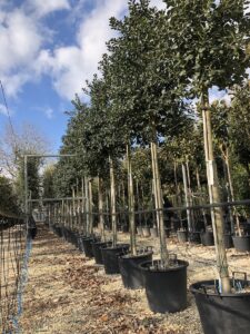 Ilex Nellie Stevens - alto fusto