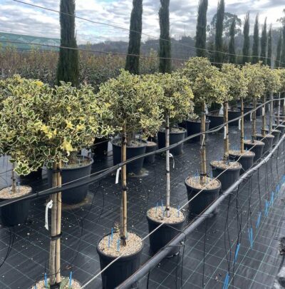 Ilex aquifolium 'Variegatum' AGRIFOGLIO VARIEGATO Mezzo Fusto