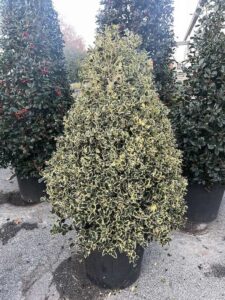 Ilex aquifolium 'Variegatum' Dicembre 2022