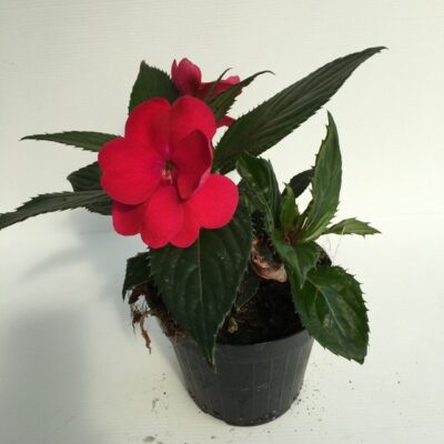 piantina di impatiens nuova guinea sun harmony magenta