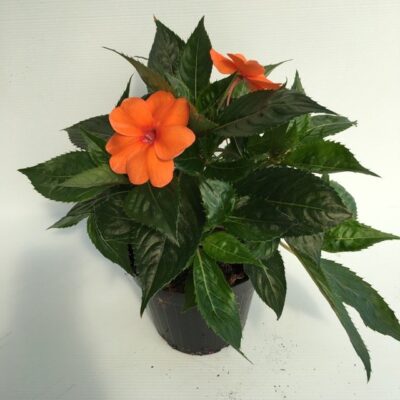 piantina di Impatiens nuova guinea sun harmony orange