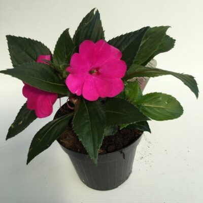 Impatiens Nuova Guinea - immagine 3