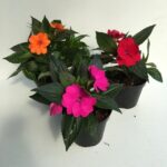 piantine di varie colorazioni di Impatiens Nuova Guinea