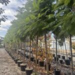 Jacaranda mimosifolia Vivai Frappetta