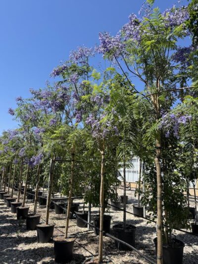 Jacaranda mimosifolia in fiore - Vivai Frappetta
