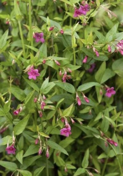 Jasminum beesianum GELSOMINO ROSA