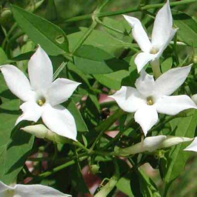 fiori di jasminum officinale gelsomino comune