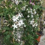 piante di jasminum polyanthum gelsomino in vivaio