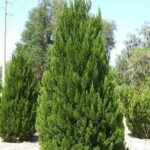primo piano di albero di Juniperus chinensis ginepro