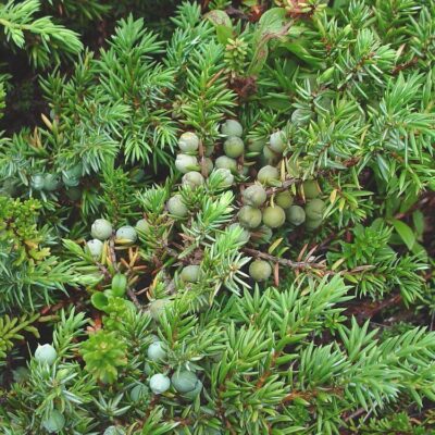 foglie di juniperus communis Ginepro