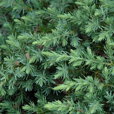 foglie di juniperus conferta blue pacific