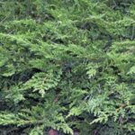 Juniperus horizontalis 'Prince of Wales'
