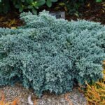 pianta di juniperus squamata blue star