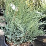 Juniperus virginiana ‘Grey Owl’ – GINEPRO