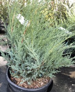 Juniperus virginiana ‘Grey Owl’ – GINEPRO
